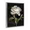 Stupell Industries Peony on Black Floater Framed Canvas Wall Art Design by Danhui Nai